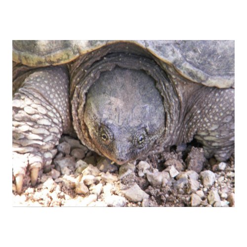 Snapping Turtle Face print