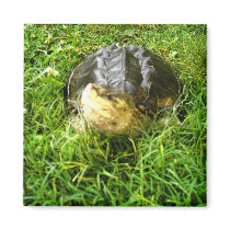 Snapping Turtle Magnet #2