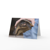 Snapping Turtle Notecard