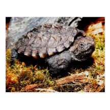 Snapping Turtle Post Cards