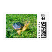 Snapping Turtle Postage Stamp #2