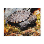 Snapping Turtle Post Cards