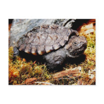 Snapping Turtle Post Cards
