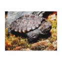 Snapping Turtle postcards