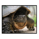 Snapping Turtle posters