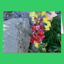 Snaps on the Rocks cards
