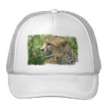 Snarling Cheetah Baseball Hat