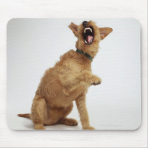 Snarling Dog Mousepads
