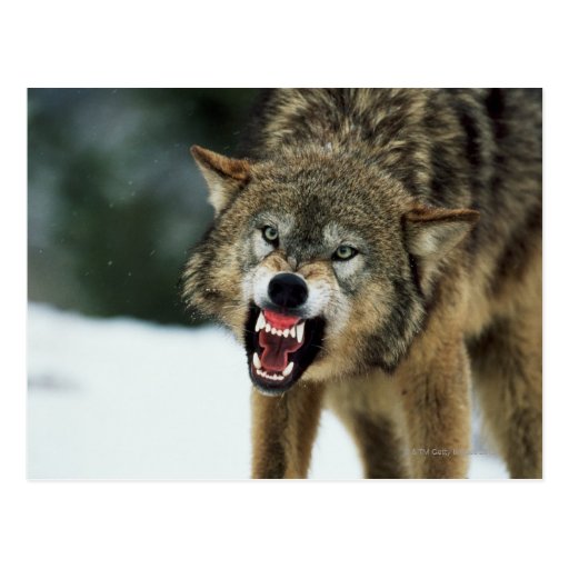 Snarling gray wolf postcard | Zazzle