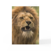 Snarling lion. Card by cARTerART by cARTerART Snarling lion. Card by cARTerART