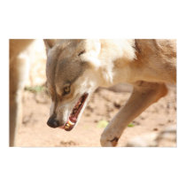 Snarling Wolf posters by kcoop Snarling Wolf posters