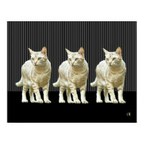 Snazzy Cats posters