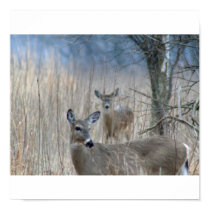 Sneak Attack Deer Print posters