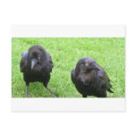 Sneaky Crows Post Cards