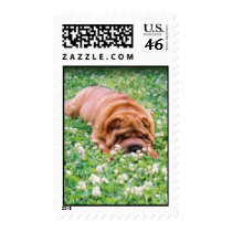 Sniffin' Clover Postage