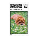 Sniffin' Clover postage