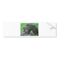Sniffing Bear bumper stickers by lifesphere Sniffing Bear bumper stickers