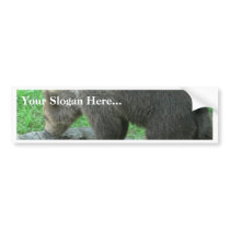 Sniffing Bear bumper stickers by lifesphere Sniffing Bear bumper stickers