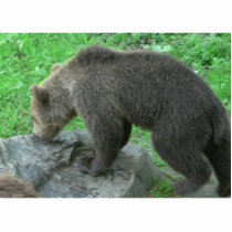 Sniffing Bear photo sculptures by lifesphere Sniffing Bear photo sculptures