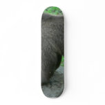 Sniffing Bear Skateboard