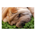 Sniffing Clover posters