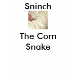 Sninch the Baby Corn Snake Shirt