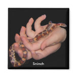 Sninch the Corn Snake Magnet