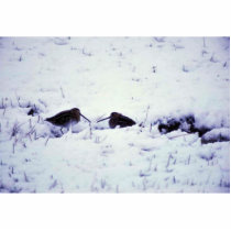 Snipe in Snow photo sculptures by animalpark Snipe in Snow photo sculptures