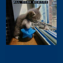 sniper kitty (womens) t-shirts