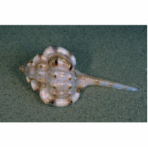 Snipe's bill murex (Haustellum naustellum) Shell Photo Sculpture