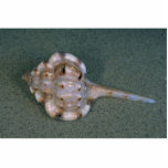 Snipe's bill murex (Haustellum naustellum) Shell Photo Sculpture