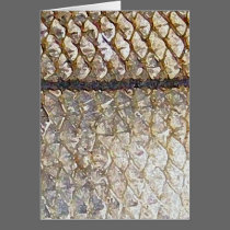 Snook - Card cards