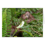 Snoopy Ape Neighbors Card