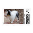 postcard - Sheltie