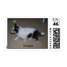 postcard - Sheltie