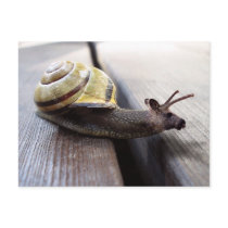 Snoose postcards by Junglegeorge Snoose postcards
