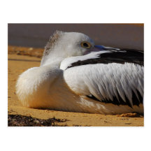 snooze post card