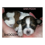 SNOOZIN', 2 WEEK SHIH-POO, S...