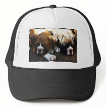 Snoozing boxer puppies hats