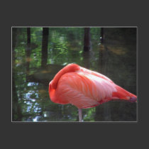 Snoozing Flamingo postcards