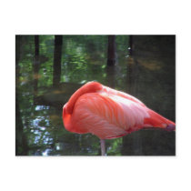 Snoozing Flamingo postcards