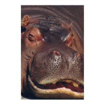 Snoozing Hippopotamus Portrait posters