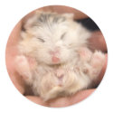 Snoozing little Pudding (sticker) by jade__c Snoozing little Pudding (sticker)
