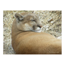 Snoozing Puma posters