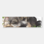Snoozing Schnauzer Bumper Sticker