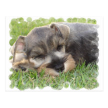 Snoozing Schnauzer Postcard