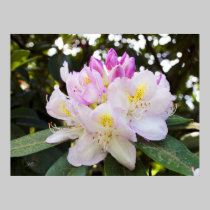 Snoqualmie Floral 05 posters