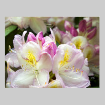 Snoqualmie Floral 07 posters
