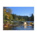 Snoqualmie River Postcard by celineusa Snoqualmie River Postcard