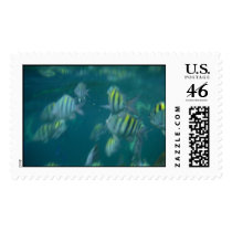 snorkeling stamp